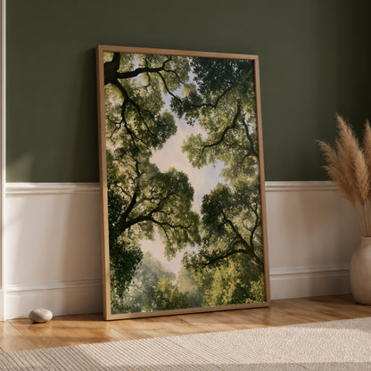 Forest Canopy